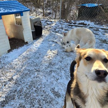 HomeTown Pet Resort - Photo bomb! - Pet Boarding Near Me - Weymouth, Massachusetts