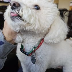 City of Eastvale - Sparky missed me
