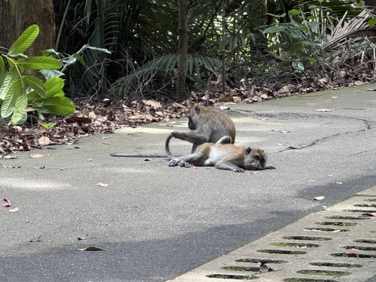 Bukit Timah Nature Reserve by null