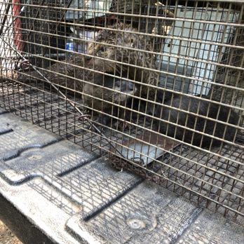 Trapper Ran Nuisance Wildlife - Otter removal - Wildlife Control Near Me - Poulsbo, Washington Trapper Ran Nuisance Wildlife - Otter removal - Wildlife Control Near Me - Poulsbo, Washington
