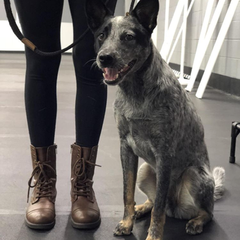 Loyal K-9 - Pet Training Near Me - Commerce Township, Michigan