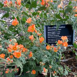 Paradise Hills Native Garden - Desert Globe Mallow in the Western Native Garden.