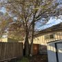 Photo of Schultz Tree Expert