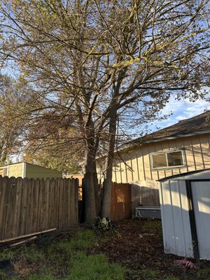 Schultz Tree Expert on Yelp