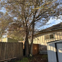 Schultz Tree Expert - American Elm removal
