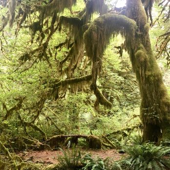 Hoh Rainforest - Hiking Near Me - Forks, Washington Hoh Rainforest - Hiking Near Me - Forks, Washington