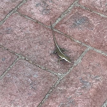 Cypress Gardens - Lizards - Parks Near Me - Moncks Corner, South Carolina