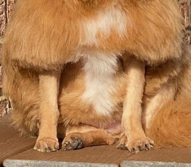 DESIGNER DOGS Updated August 2024 Sellersburg, Indiana Pet