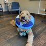 Photo of Fort Worth Veterinary Surgical