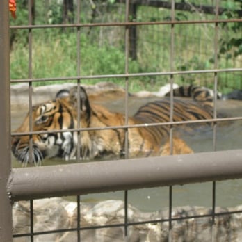 International Exotic Animal Sanctuary - Bruno swimming in his pool - Zoos Near Me International Exotic Animal Sanctuary - Bruno swimming in his pool - Zoos Near Me