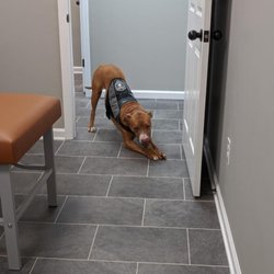 KnowBull Chiropractic and Medical Acupuncture - Gus, our Therapy Dog