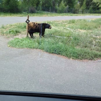 Yellowstone Bear World - Scratching an itch... - Zoos Near Me - Rexburg, Idaho