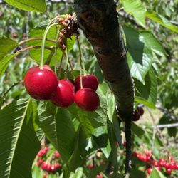 Levering Orchard - Beautiful