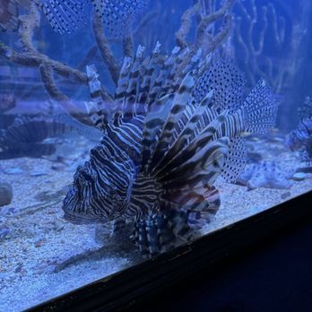 Key West Aquarium - Aquariums Near Me - Key West, Florida