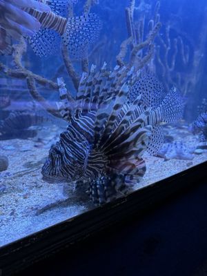 Key West Aquarium by null