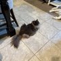 Photo of Ragdoll Blues