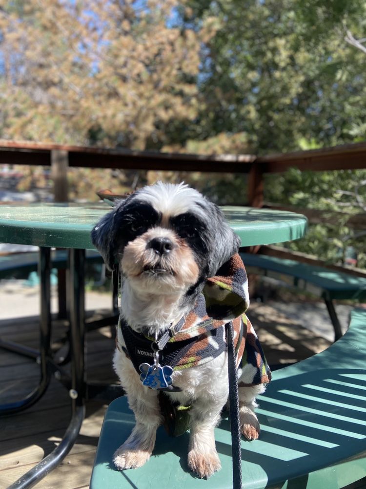 BOUJEE BUBBLES DOG GROOMING Updated August 2024 38 Photos & 11