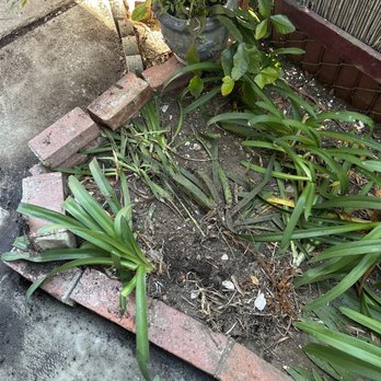 Andy's Termite and Pest Control - Plants were smashed and destroyed - Pest Control Near Me - Lomita, California Andy's Termite and Pest Control - Plants were smashed and destroyed - Pest Control Near Me - Lomita, California
