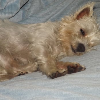 Fetch! Pet Care - My dog even takes naps at daycare--he is so relaxed!!! - Pet Sitting Near Me