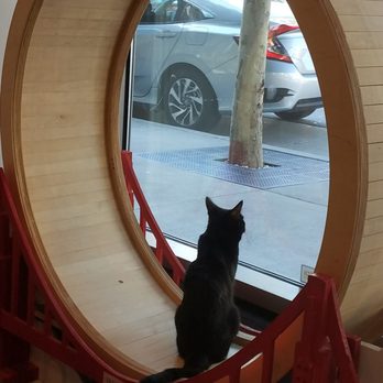 KitTea - This place is awesome! I highly recommend it! - Pet Adoption Near Me - San Francisco, California