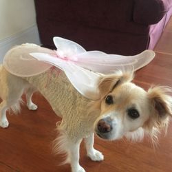 Catholic Charities Adult Day Services - Lily, the therapy dog