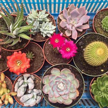 Florida Cactus - All this was $47. Price varies by pot size (they'll explain how the pricing works when you get there) - Nurseries & Gardening Near Me - Apopka, Florida