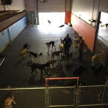 Waggytails - Pet Sitting Near Me - Edmonton, Alberta Waggytails - Pet Sitting Near Me - Edmonton, Alberta
