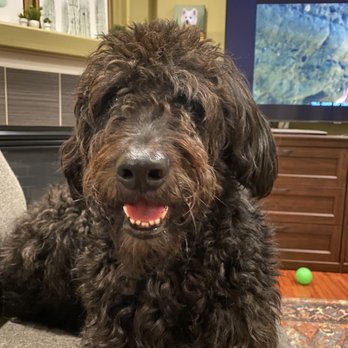 Kristi's Grooming - The situation before the haircut with my doodle... - Pet Groomers Near Me - Bothell, Washington Kristi's Grooming - The situation before the haircut with my doodle... - Pet Groomers Near Me - Bothell, Washington