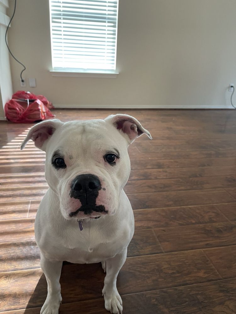 AUSTIN AVENUE ANIMAL HOSPITAL Updated September 2024 12 Photos & 59 Reviews 2201 S Austin