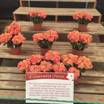 The Flower Fields - Venues & Event Spaces Near Me - Carlsbad, California The Flower Fields - Venues & Event Spaces Near Me - Carlsbad, California