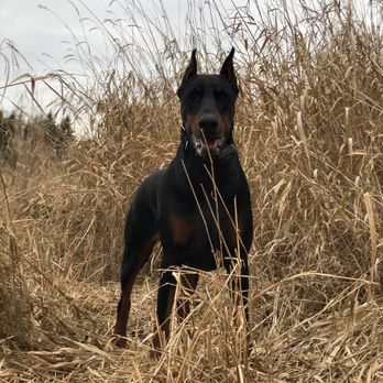 Nitro K-9 - Bee the Doberman - Pet Training Near Me - Bothell, Washington