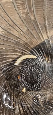 Cloves Indian Groceries & Kitchen by null