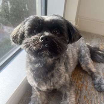 Hyatt Centric Midtown Atlanta - My dog loved the room - Hotels Near Me - Atlanta, Georgia