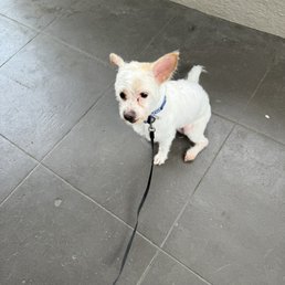 After his visit. Mochi's first time ever to visit dog's grooming. He was all cleaned up.