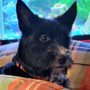 Photo of Chemung County Humane Society & SPCA