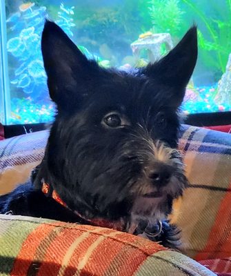 Chemung County Humane Society & SPCA