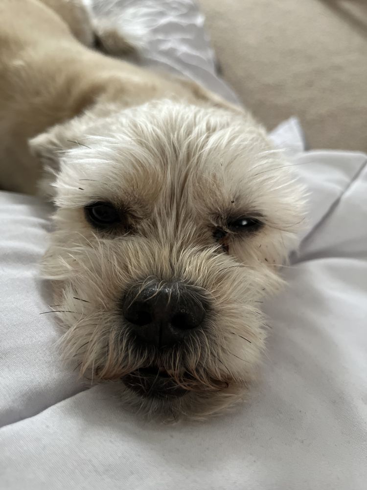 Bright Eyes & Bushy Tails Veterinary Hospital Image