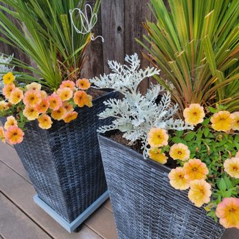 Proven Winners - Supertunia Honey - first time experience with this color, it's a So Cal sunset! - Nurseries & Gardening Near Me - DeKalb, Illinois