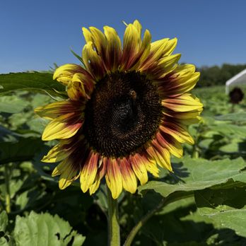 Nelson Produce Farm - Sunflowers - Pick Your Own Farms Near Me - Valley, Nebraska