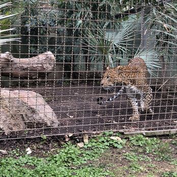 Zoo de Barcelona - Cheetah - Zoos Near Me - Barcelona, B Zoo de Barcelona - Cheetah - Zoos Near Me - Barcelona, B