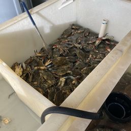 00 Lb - Fresh (live) Blue Crab