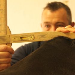 Simon Constable's Equine Vets - JMB Measurement