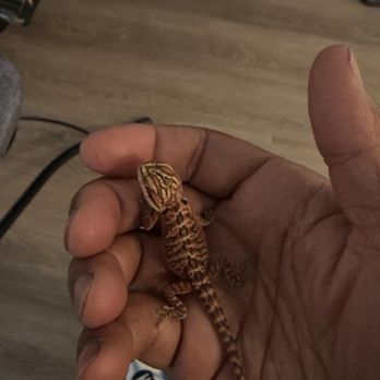 LLLReptile & Supply - Red baby bearded dragon - Pet Stores Near Me - Las Vegas, Nevada