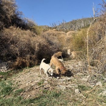 Vegas K9 Adventures - Pet Training Near Me - Las Vegas, Nevada Vegas K9 Adventures - Pet Training Near Me - Las Vegas, Nevada