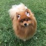 Photo of Bark O' The Bay Pet Salon