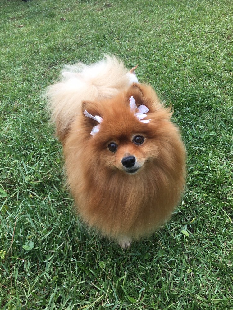 BARK O’ THE BAY PET SALON Updated September 2024 904 Hwy 90, Waveland, Mississippi Pet