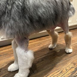 Dog shaved to the skin