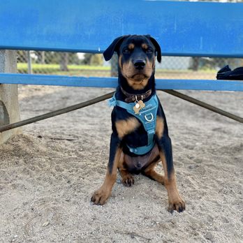 Recreation Dog Park - Dog Parks Near Me - Long Beach, California Recreation Dog Park - Dog Parks Near Me - Long Beach, California