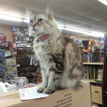 Bender's Books & Cards - Sassy, the other store cat. - Comic Books Near Me - Hampton, Virginia Bender's Books & Cards - Sassy, the other store cat. - Comic Books Near Me - Hampton, Virginia
