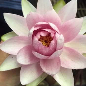 Waterford Gardens - This amazing hardy water lily - Nurseries & Gardening Near Me - Saddle River, New Jersey Waterford Gardens - This amazing hardy water lily - Nurseries & Gardening Near Me - Saddle River, New Jersey